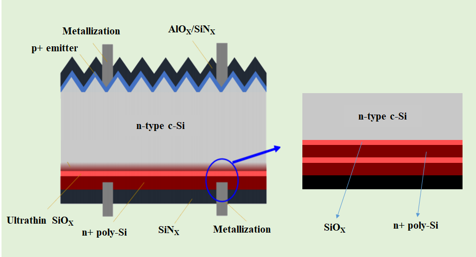 Fine Optimization of Tunneling Passivated Contacts